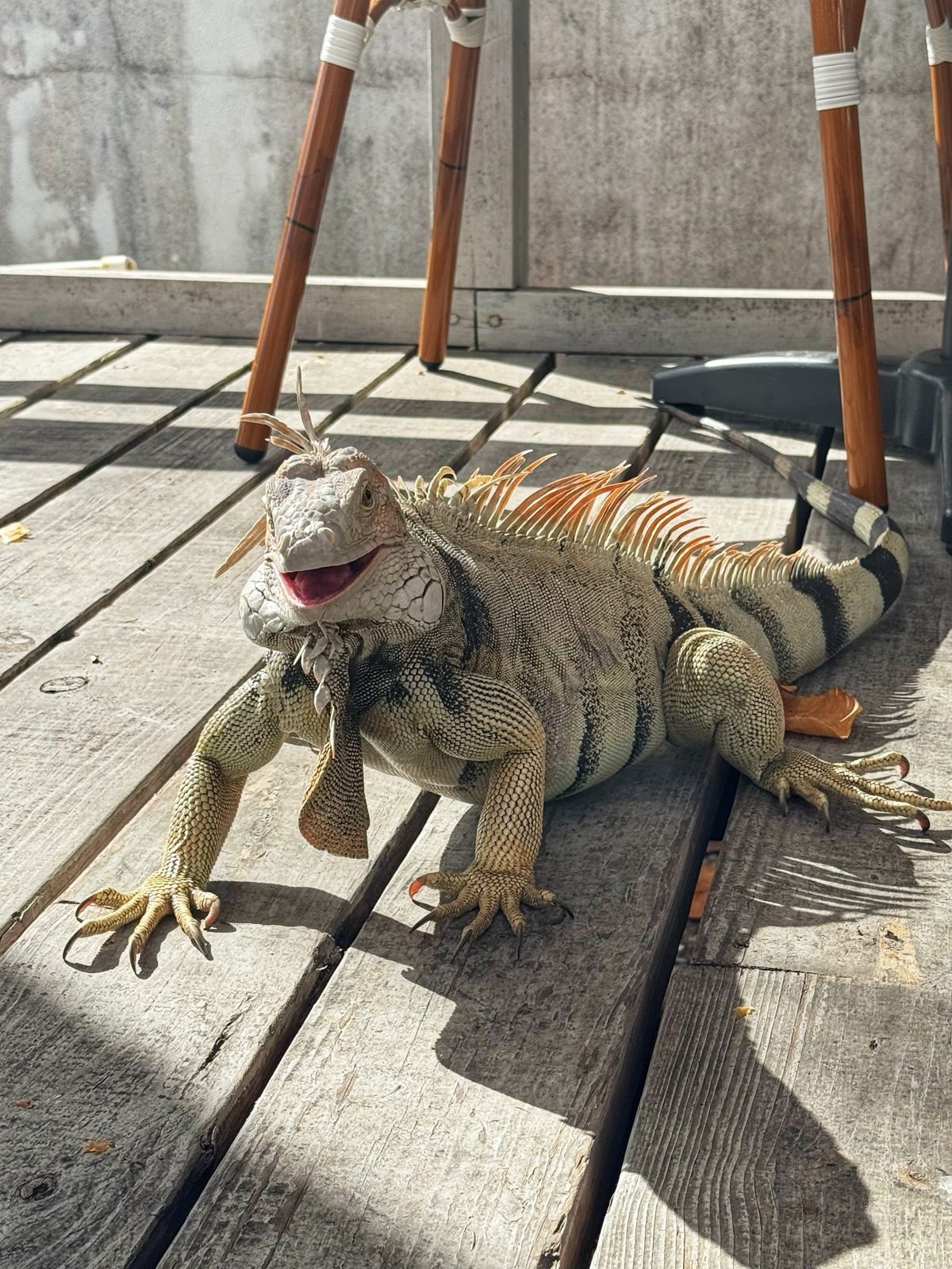 A native iguana sunning itself on the La Sucriere terrace deck in Simpson Bay